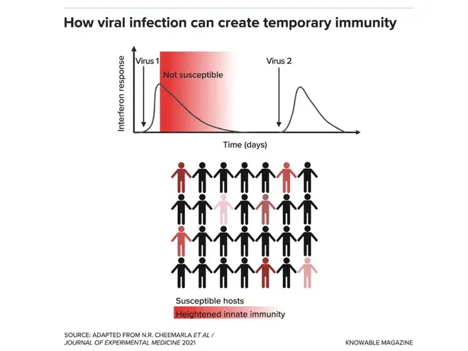 COVID, RSV и грипп. Случаи вмешательства вирусов?