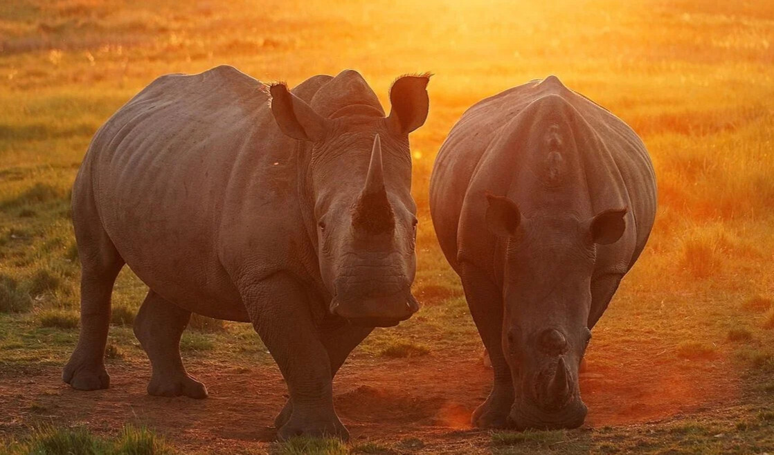 Правда ли, что носороги топчут огонь?