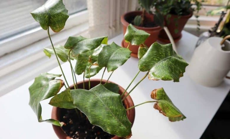 Почему у калатеи обвисают листья?