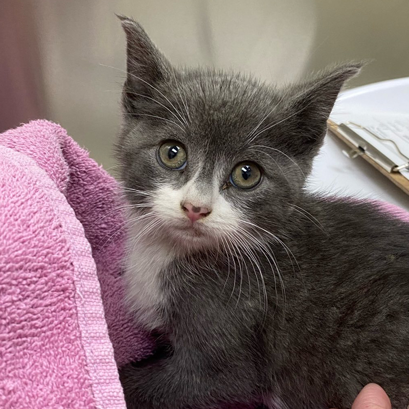 Солдаты и спасатели Спасают Котенка, Играющего в нескольких дюймах от пробок в час пик