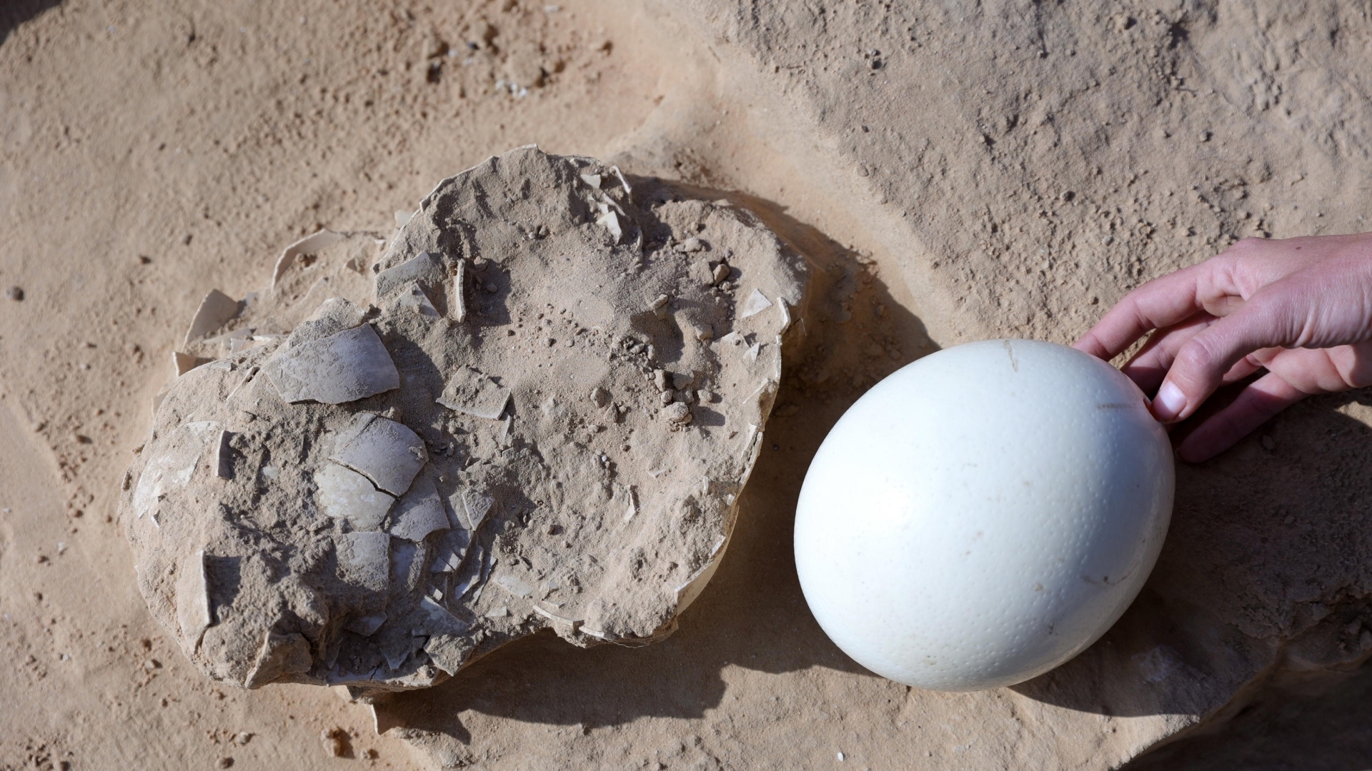 4000-летние фрагменты страусиного яйца найдены в Израиле