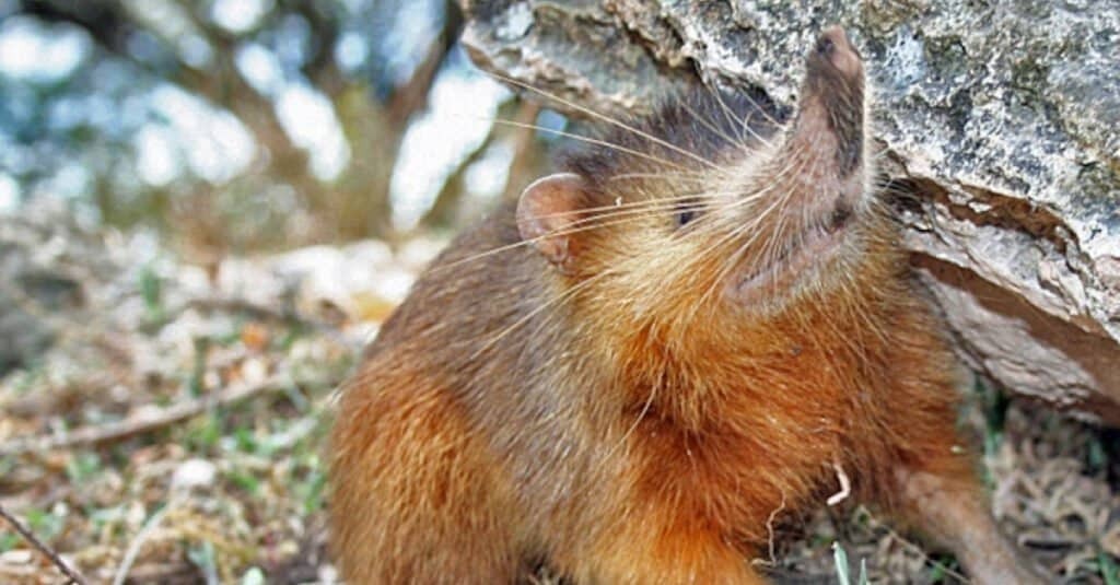 9 самых интересных животных в мире