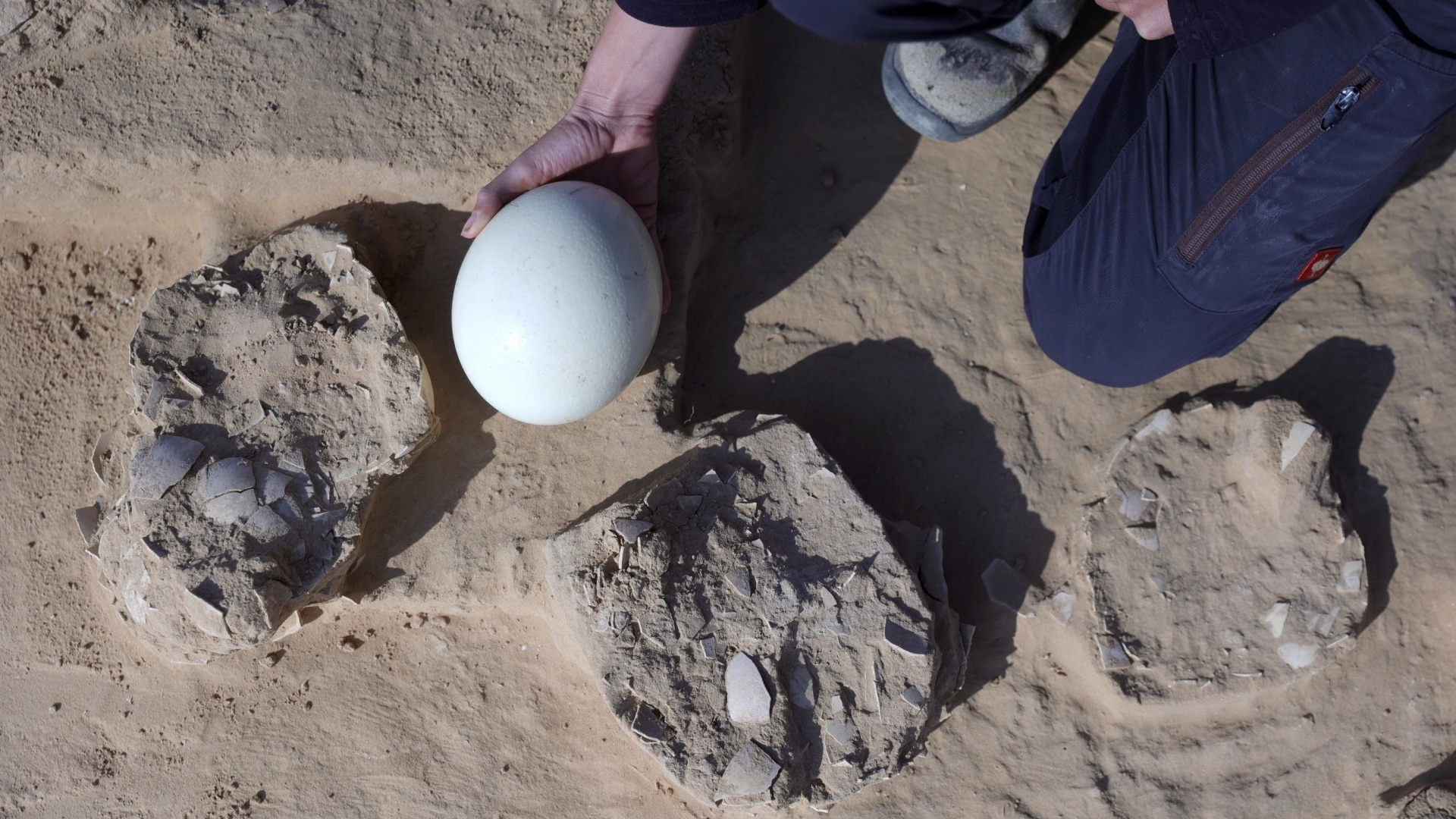 4000-летние фрагменты страусиного яйца найдены в Израиле