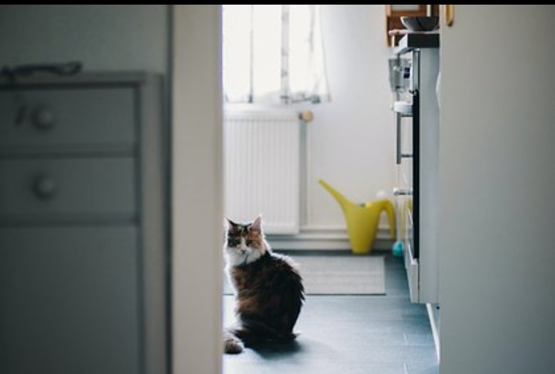 Кот спас хозяйку от смерти!