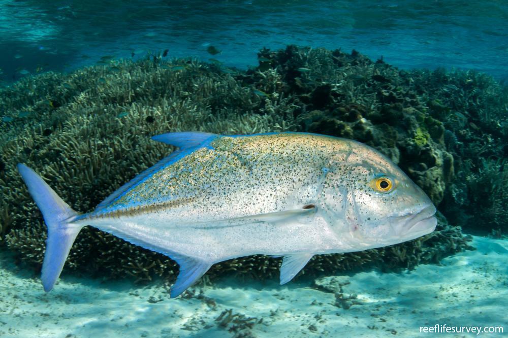 Giant Trevally рыба