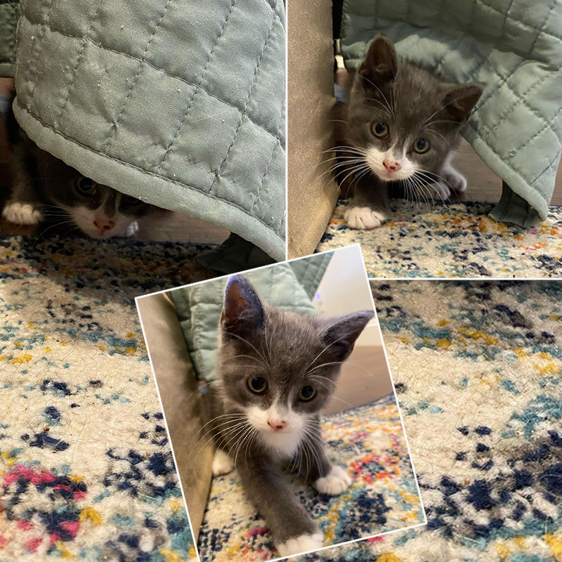 Солдаты и спасатели Спасают Котенка, Играющего в нескольких дюймах от пробок в час пик