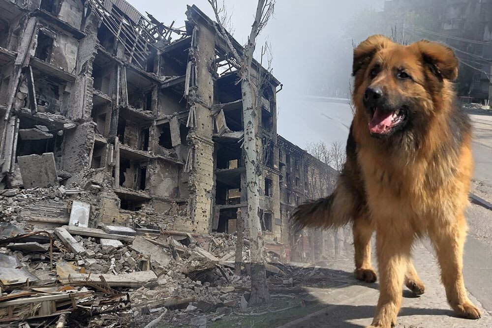 Страны и организации, помогающие домашним беженцам из Украины найти убежище