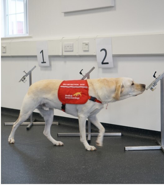 Познакомьтесь с собаками-рекордсменами