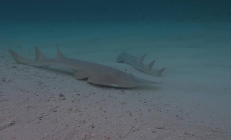 Коралловые рифы по всему миру исчерпали запасы акул и скатов манта