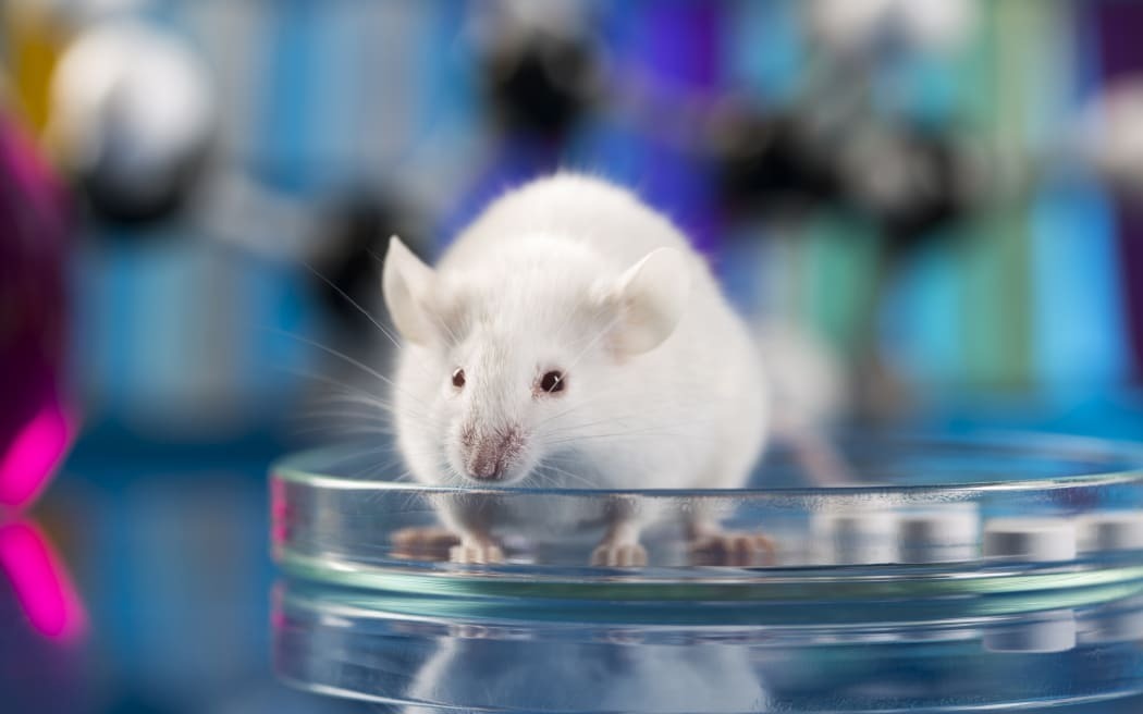 Исследование Университета Окленда выявило лекарство, которое может увеличить продолжительность жизни