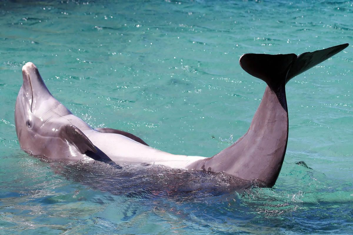 6 фантастических фактов о дельфинах