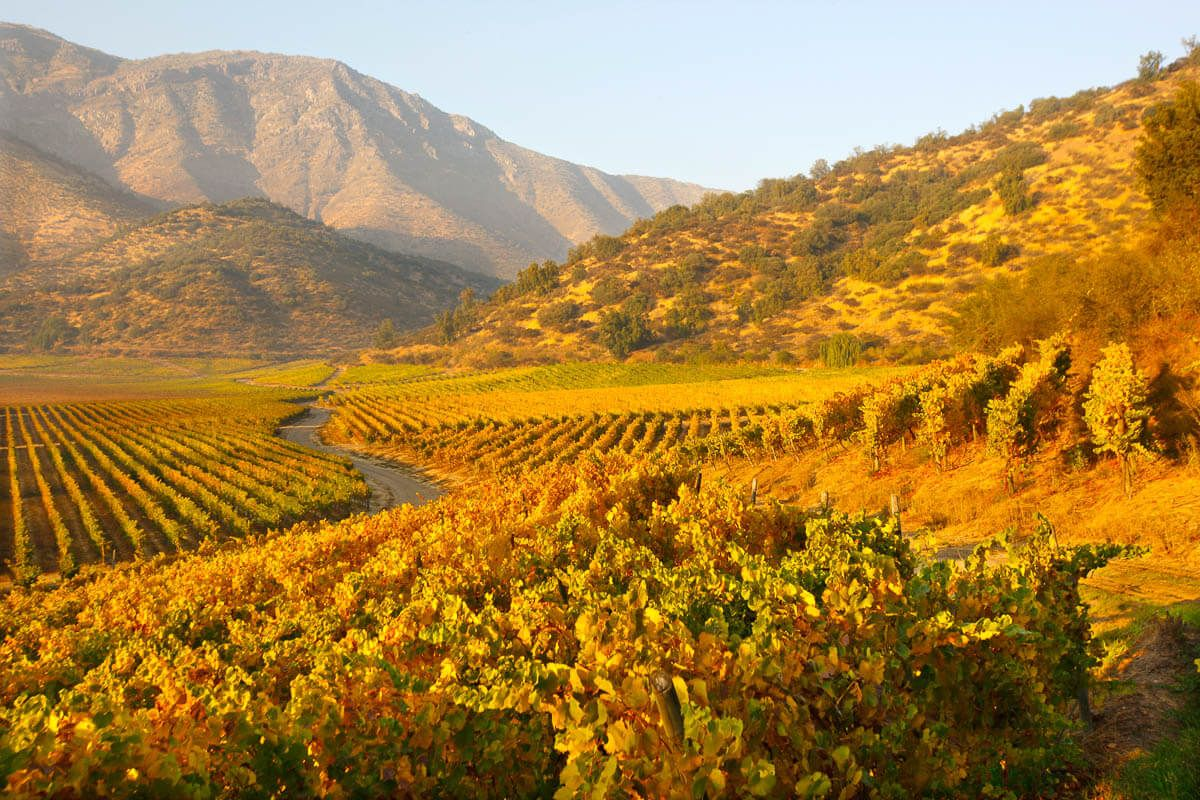 6 Удивительных фактов о вине