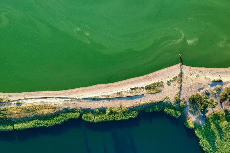 НАСА нуждается в помощи в поиске токсичных цветков водорослей, и оно заплатит вам за это