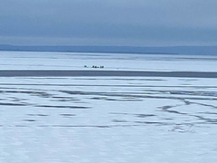 Среди берегов Волги образовалась льдина с 13 рыбаками