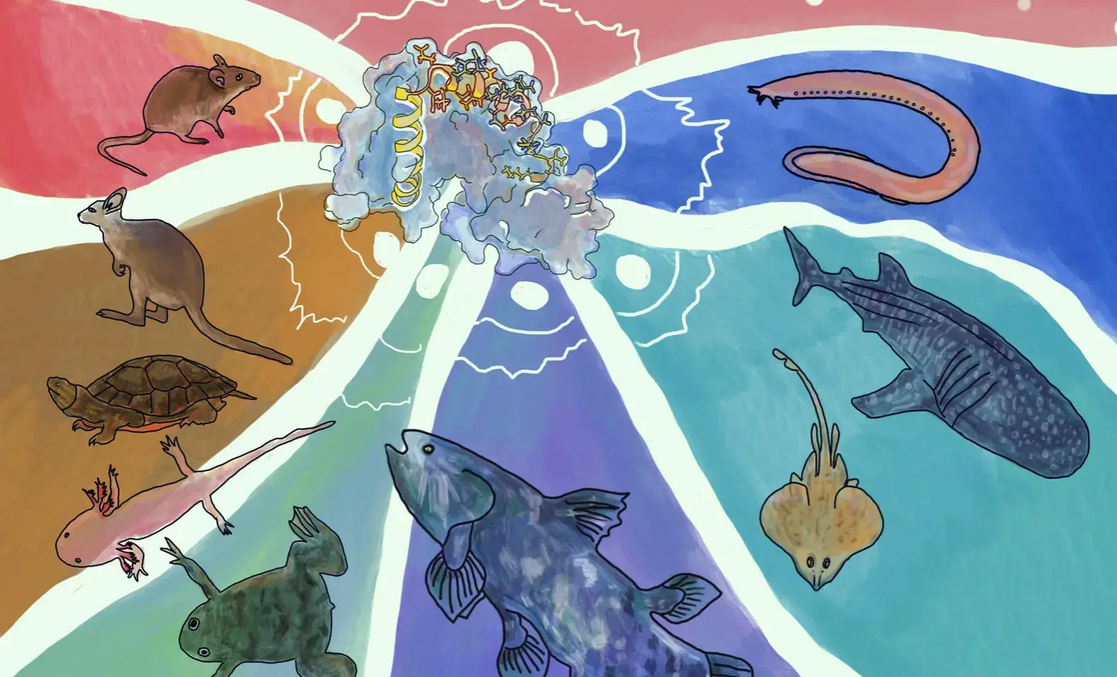 На шаг ближе к искусственным органам: живое ископаемое дает новое понимание