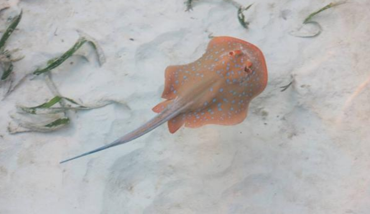 Коралловые рифы по всему миру исчерпали запасы акул и скатов манта