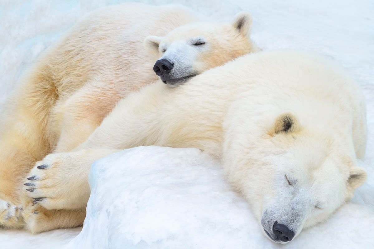 6 интересных фактов о белых медведях
