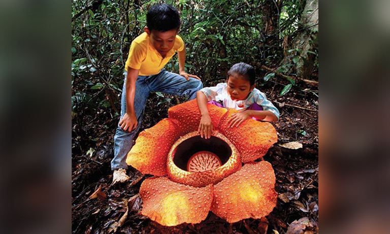 Самый большой цветок в мире Раффлезия