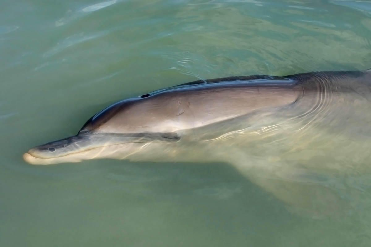 6 фантастических фактов о дельфинах