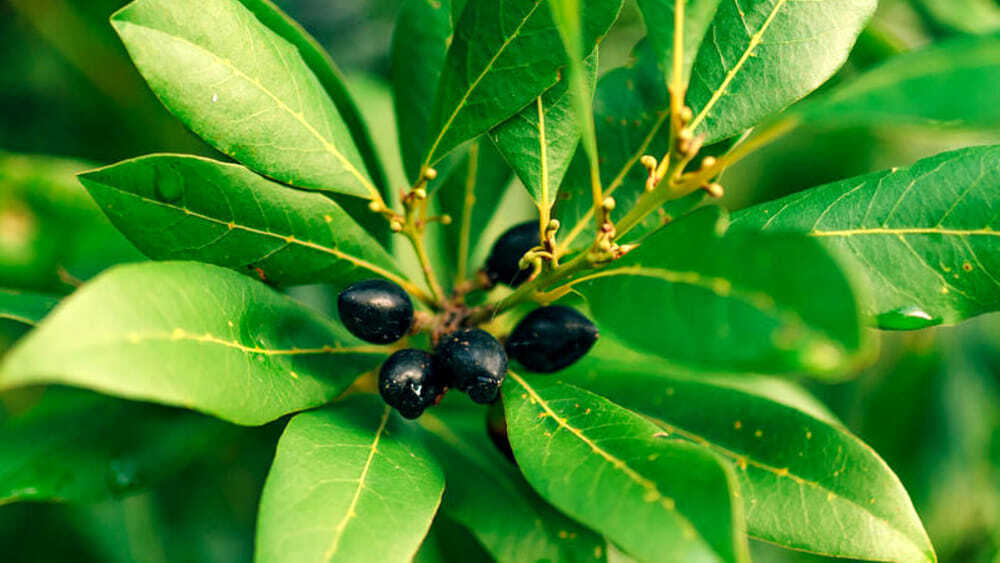 Все преимущества лавра, исключительный союзник, помогающий пищеварению и борющийся с лихорадкой, кашлем и простудой.