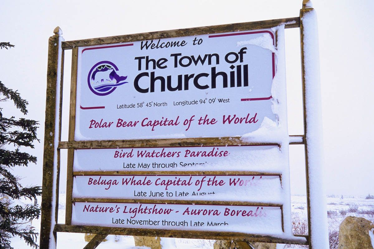 6 интересных фактов о белых медведях