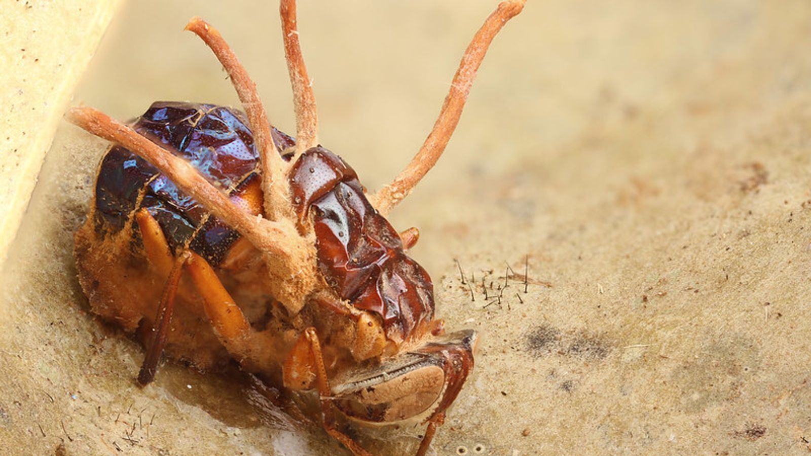 The Last Of Us: Наука, стоящая за настоящим «зомби-грибом» — и представляет ли он реальную угрозу?