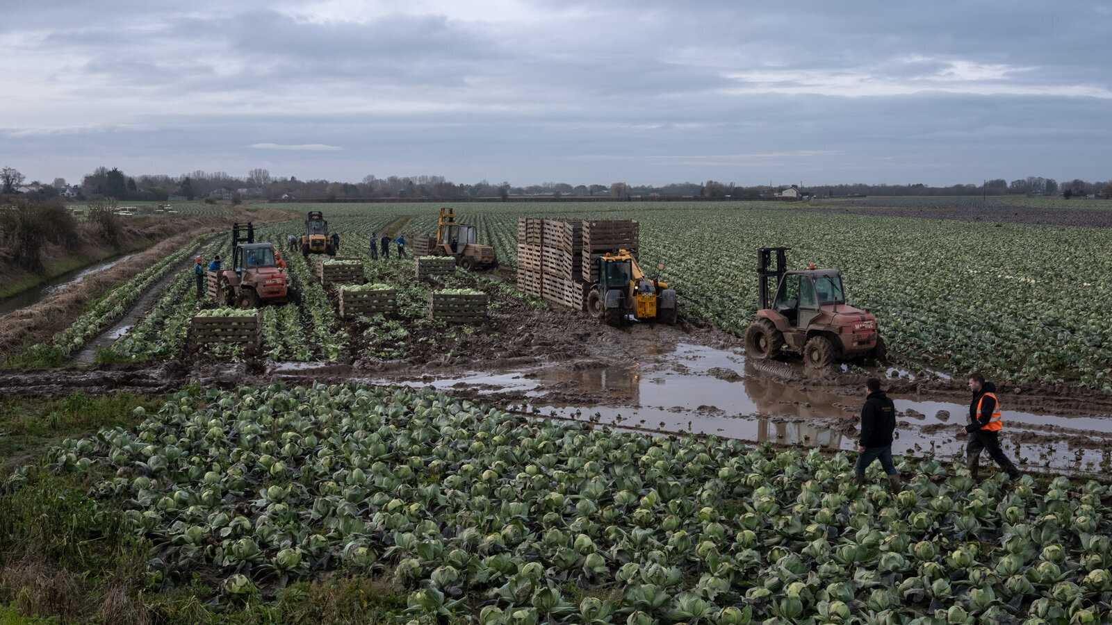 Для британских фермеров последствия Brexit стали яснее