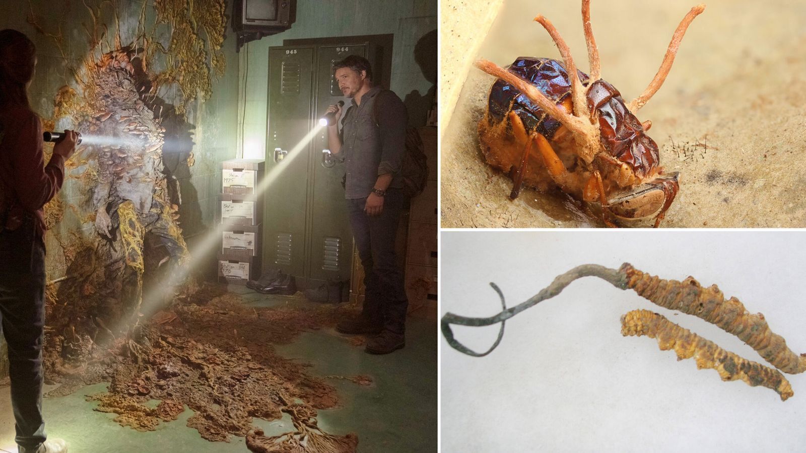 The Last Of Us: Наука, стоящая за настоящим «зомби-грибом» — и представляет ли он реальную угрозу?