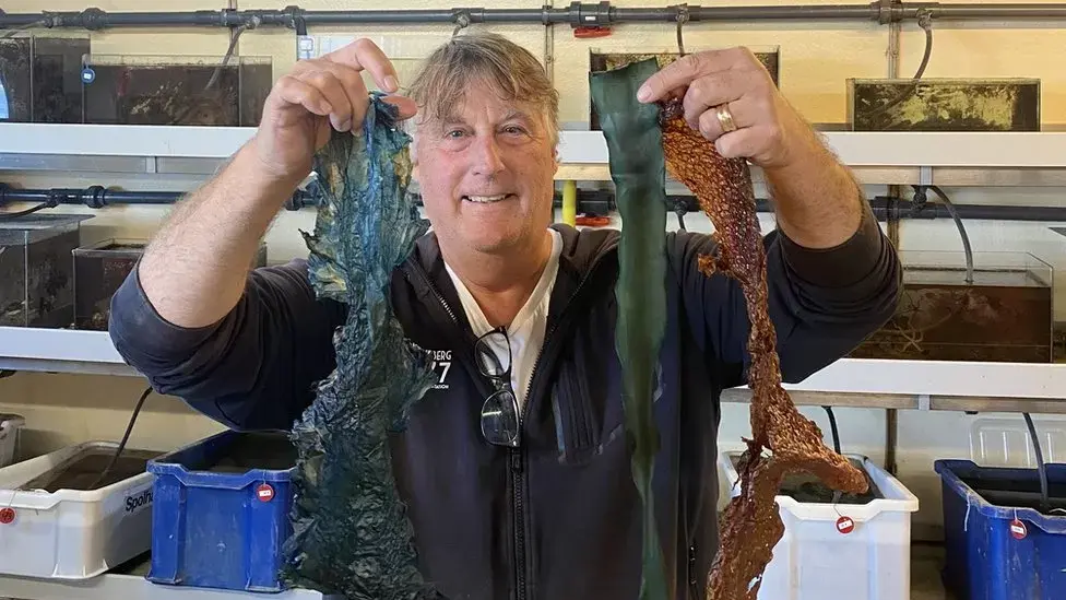 Глобальная торговля водоросли