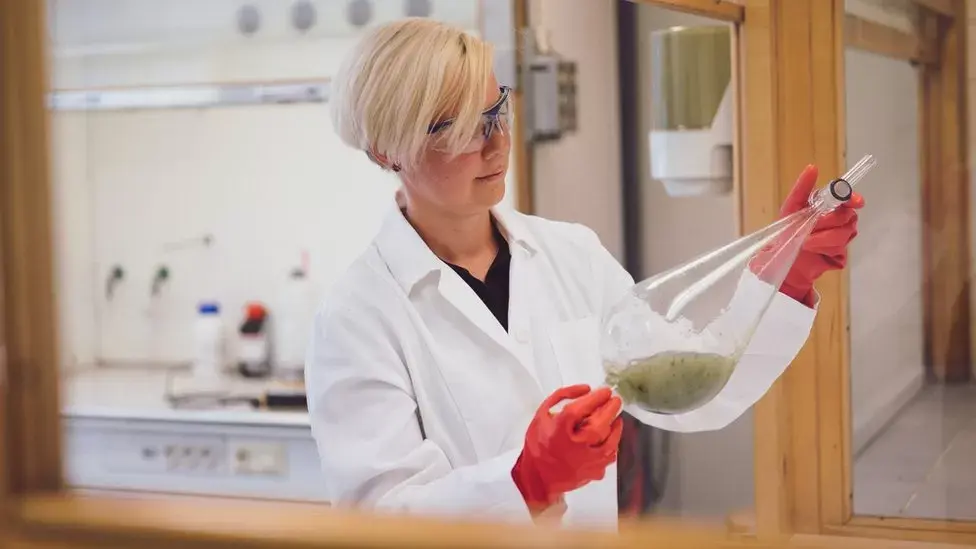 Технология превращение проблемных морских водорослей в замену пластику