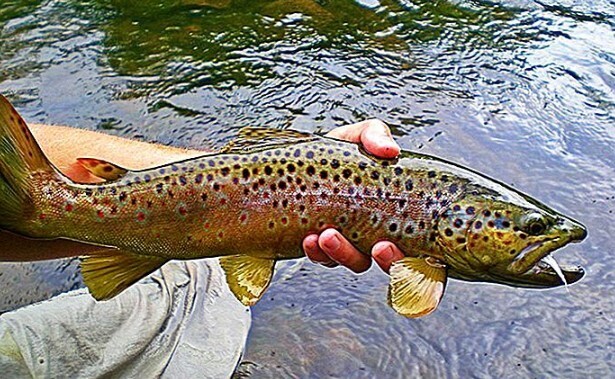 Открывая для себя радости рыбалки: ориентируясь в правилах и нормах для разных районов