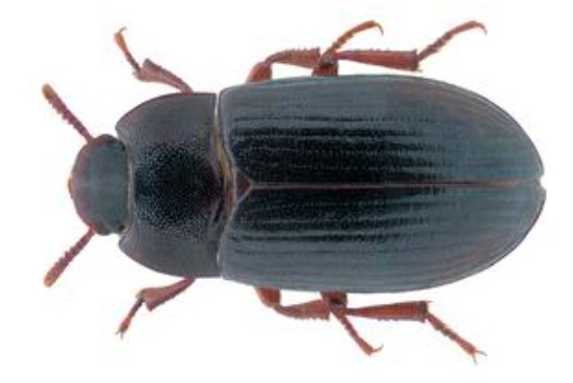 В какие продукты будут добавляться насекомые с января 2023 ?