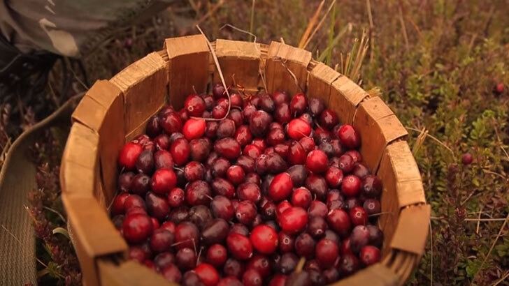 Новые полезные качества клюквы: благотворное влияние на сосуды и сердце, нормализует холестерин