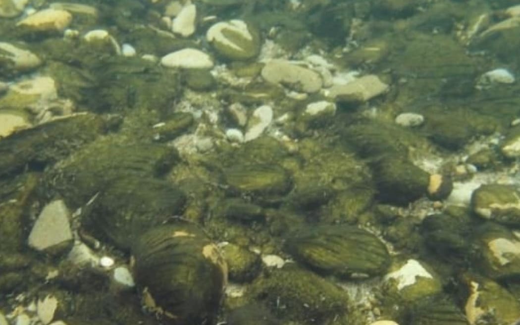 Токсичное цветение водорослей, смертельно опасное для собак, распространяется на Западное побережье.