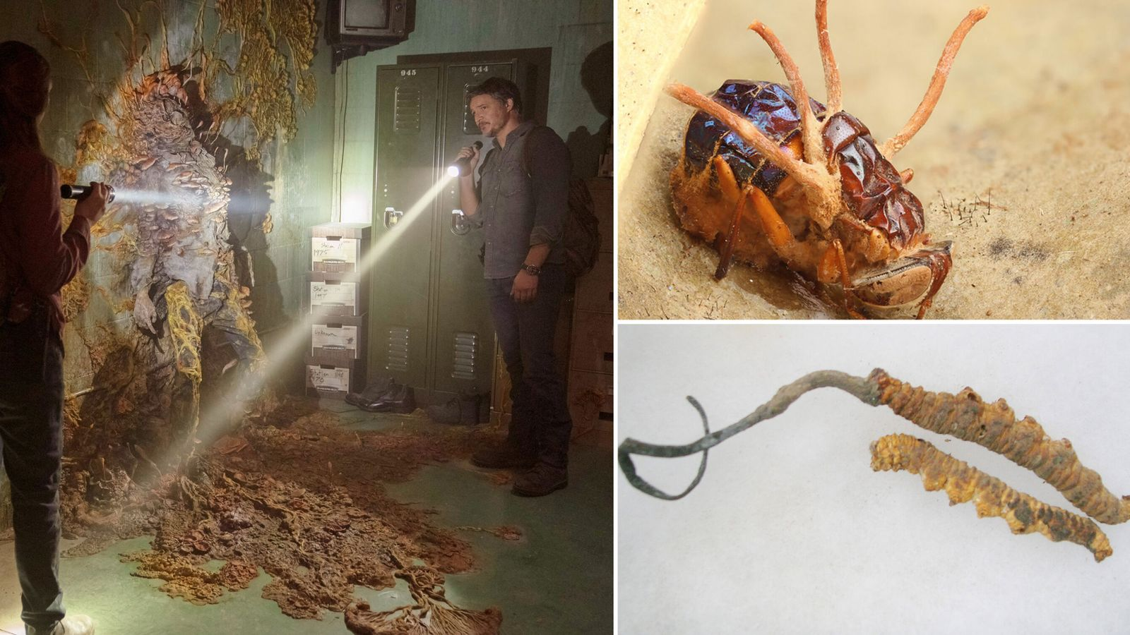 The Last of Us (Последний из нас) - Наука, стоящая за настоящей "зомби-плесенью", и представляет ли она реальную угрозу.