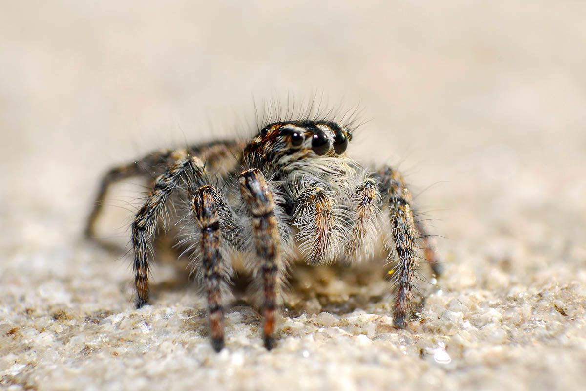 7 удивительных фактов о горе Эверест