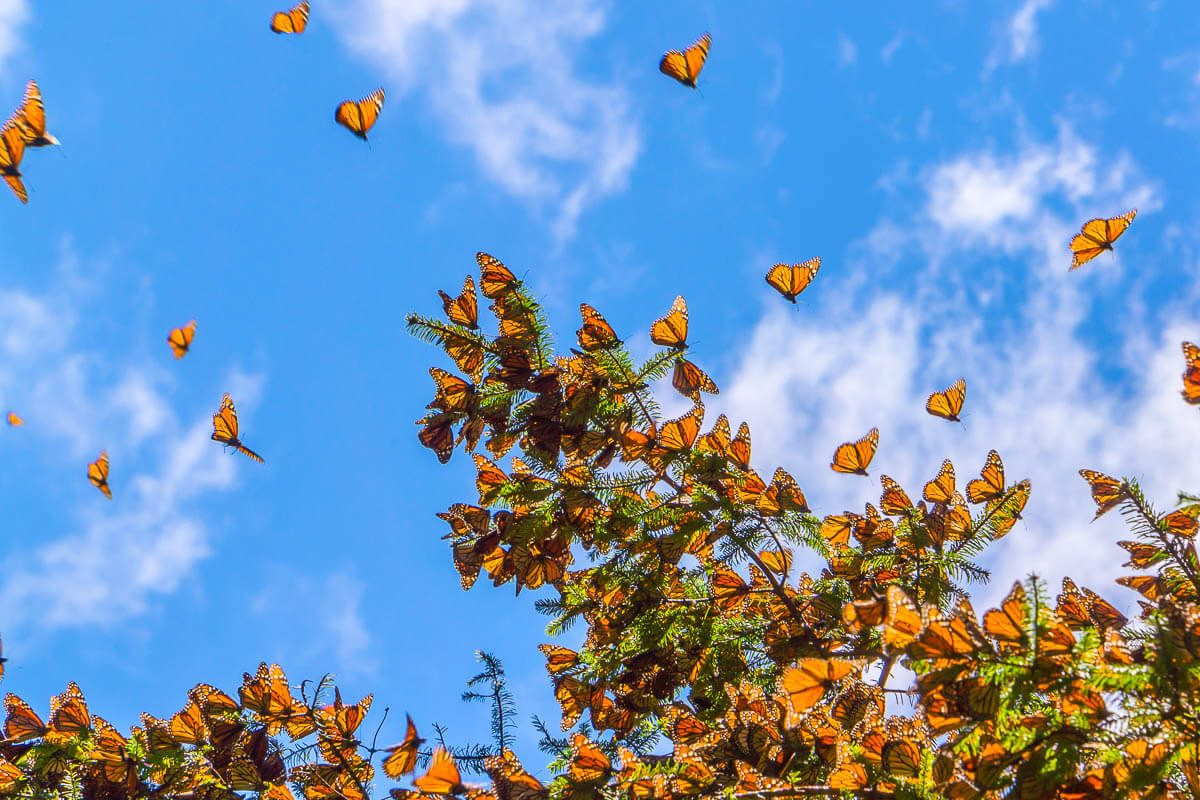 7 Фактов об удивительных миграциях животных