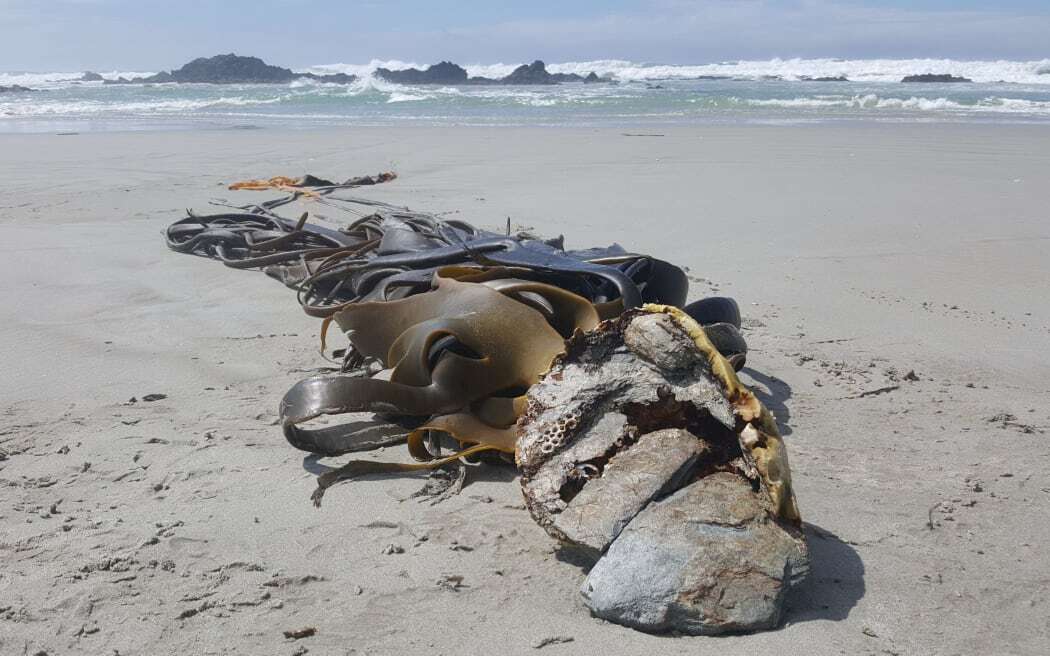 Упадок водорослей на западном побережье и морская волна тепла изучаются