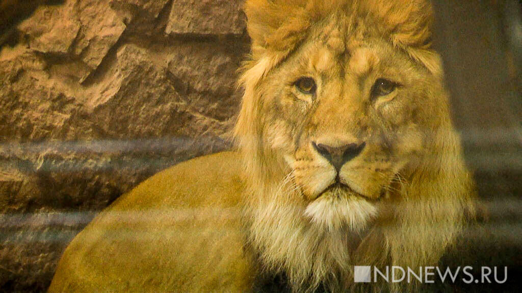 В приморском зоопарке лев покалечил посетительницу