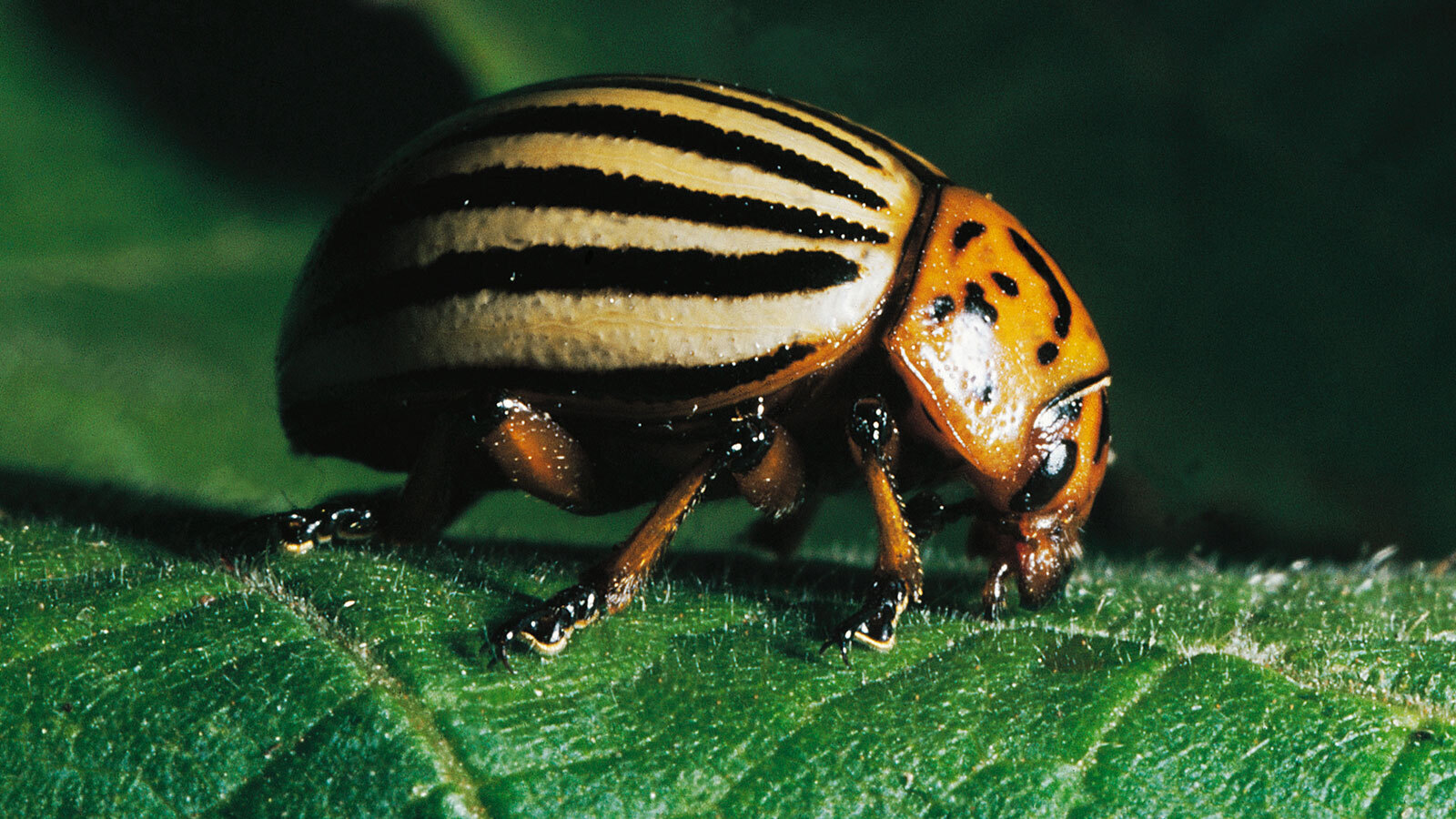 Предупреждающая окраска жука. Leptinotarsa decemlineata. Колорадский Жук оранжевый. Картофельный Жук. Колорадский Жук предупреждающая окраска.