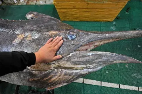 Топ-5 самых дорогих рыб для употребления в пищу