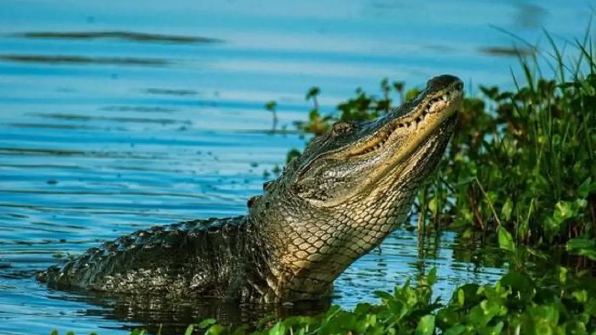 В Индонезии крокодил вынес утонувшего мальчика к его родителям