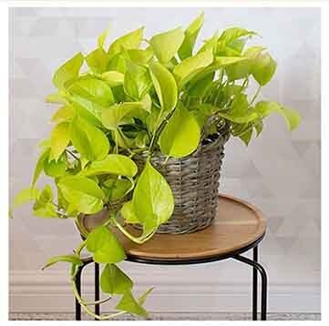 9 Удивительных растений, которые похожи на Мирную Лилию