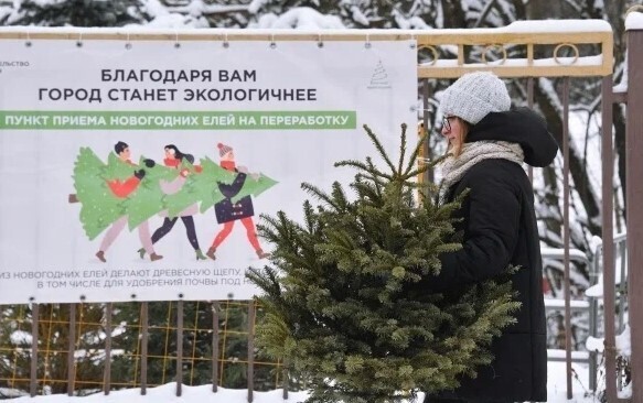 Голубые ели! Ответственность за выброс елки в мусорный контейнер. Куда рекомендуют убирать елки после новогодних праздников