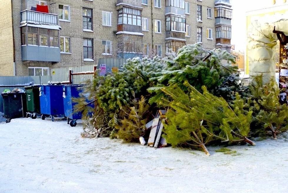 Голубые ели! Ответственность за выброс елки в мусорный контейнер. Куда рекомендуют убирать елки после новогодних праздников