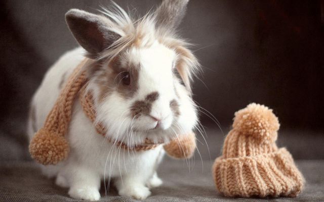 Какие существуют подводные камни при содержании декоративных кроликов и черепах?