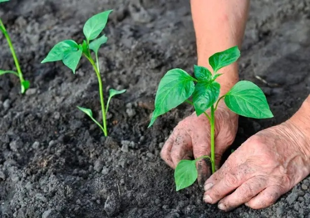 Как получить много перца с разовой подкормкой при пересадке🌶