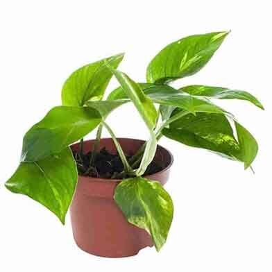 9 Удивительных растений, которые похожи на Мирную Лилию