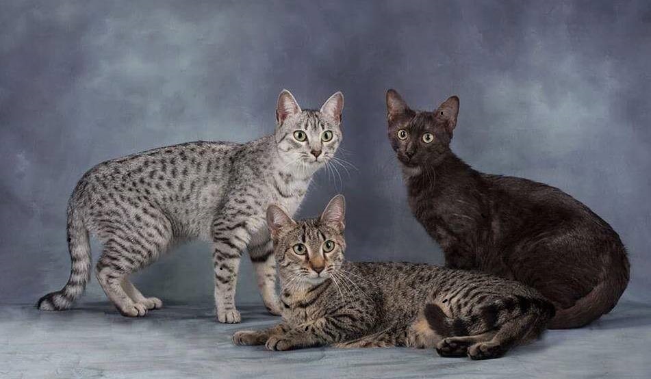 Самые необычные породы кошек: ТОП-3 с фото и названиями