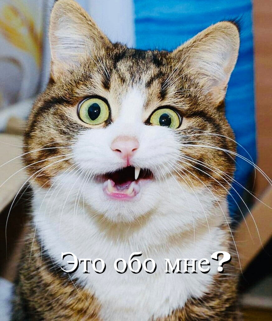 Факты о котах которые вас удивят)